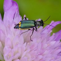 09/06/2022 sur Knautie