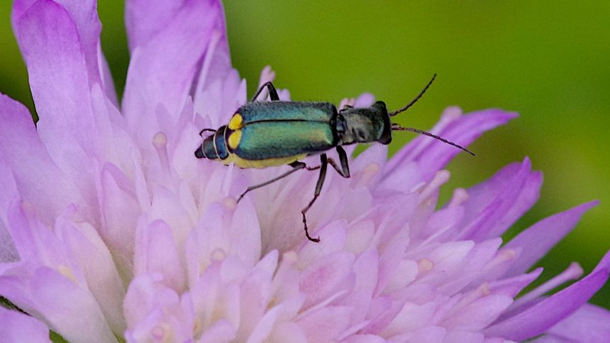 09/06/2022 sur Knautie