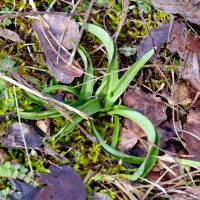 Orchis pyramidal - 04/02/2026