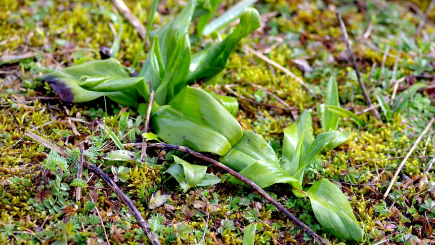 Orchis bouc - 09/03/2020