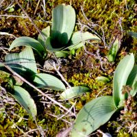 Ophrys abeille - 26/02/2026