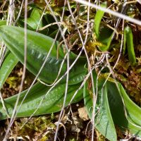 Orchis homme-pendu - 26/02/2026