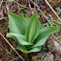 Orchis pourpre 29/03/2023