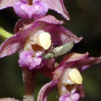 18/06/2009 sur Epipactis helleborine