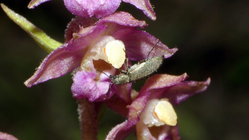 18/06/2009 sur Epipactis helleborine