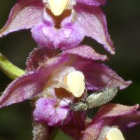 18/06/2009 sur Epipactis helleborine