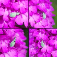 21/05/2022 sur Orchis pyramidal