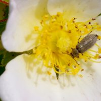 17/06/2022 sur fleur de Rosier