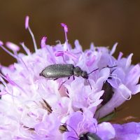 13/07/2023 sur Scabieuse colombaire