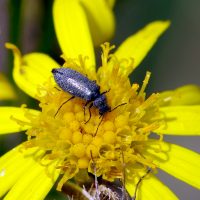 29/07/2023 sur S&eacute;ne&ccedil;on jacob&eacute;e