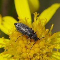 29/07/2023 sur S&eacute;ne&ccedil;on jacob&eacute;e