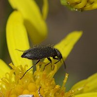 29/07/2023 sur S&eacute;ne&ccedil;on jacob&eacute;e