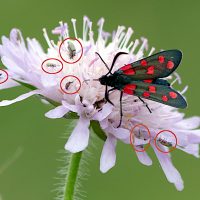 11/07/2024 sur Knautie