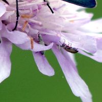 11/07/2024 sur Knautie