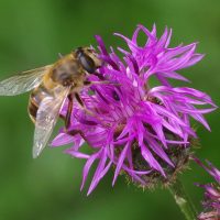 22/06/2022 sur Centaurée scabieuse