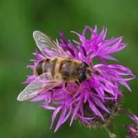 22/06/2022 sur Centaurée scabieuse