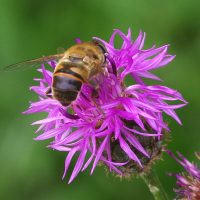 22/06/2022 sur Centaurée scabieuse