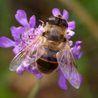 19/08/2022 sur Scabieuse colombaire