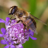 19/08/2022 sur Scabieuse colombaire