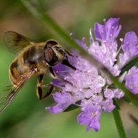 29/08/2023 sur Knautie