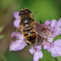 29/08/2023 sur Knautie