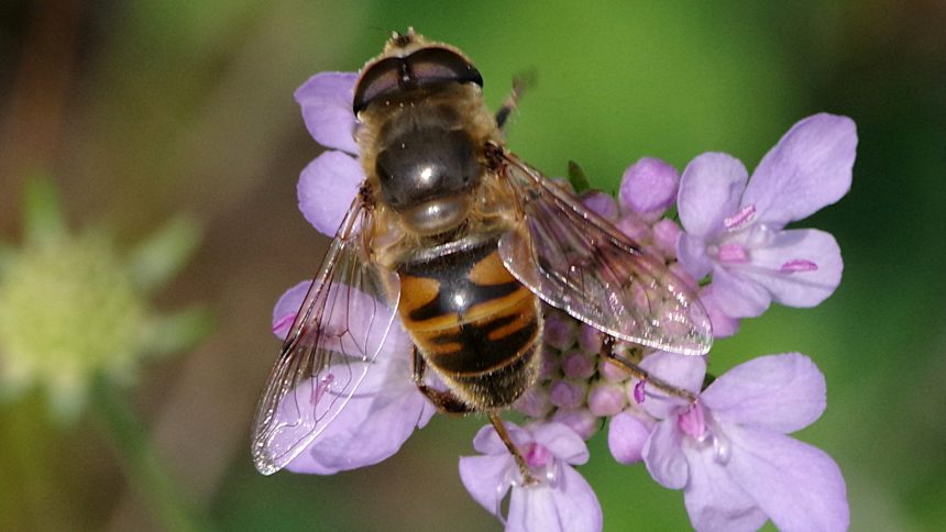 29/08/2023 sur Knautie