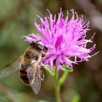 23/10/2023 sur Centaurée