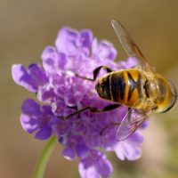 04/07/2025 sur Scaieuse colombaire