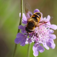 04/07/2025 sur Scaieuse colombaire