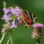 17/08/2016 sur Scabieuse colombaire