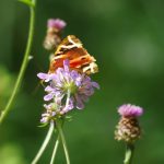 17/08/2016 sur Scabieuse colombaire
