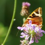 17/08/2016 sur Scabieuse colombaire