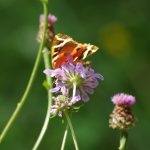 17/08/2016 sur Scabieuse colombaire