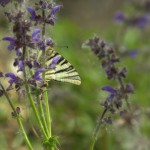 28/04/2012 sur Sauge des prés